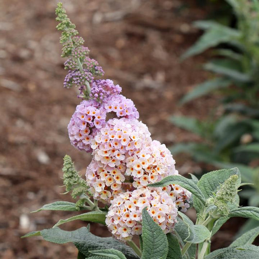 BUDDLEIA PUGSTER `SORBET™`-Butterfly Bush