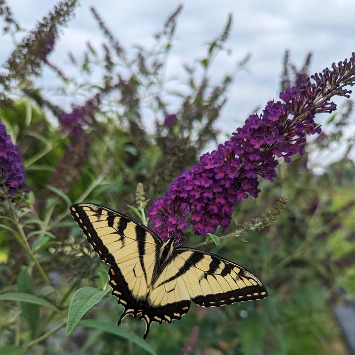 BUDDLEIA X DARKEST NIGHT™-Butterfly Bush