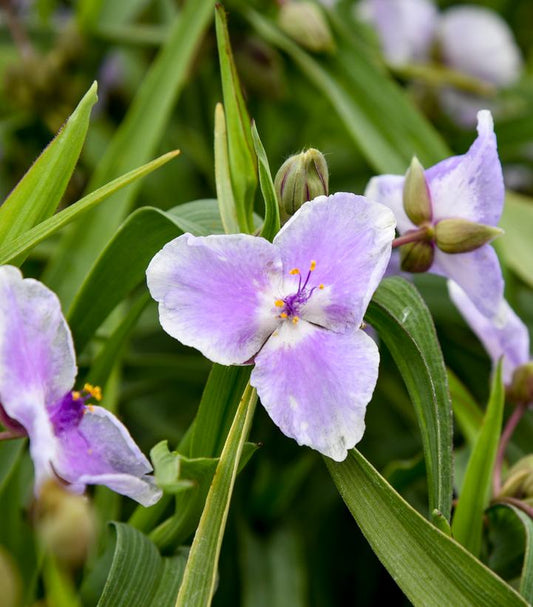 TRADESCANTIA X `WEBMASTER`-spiderwort