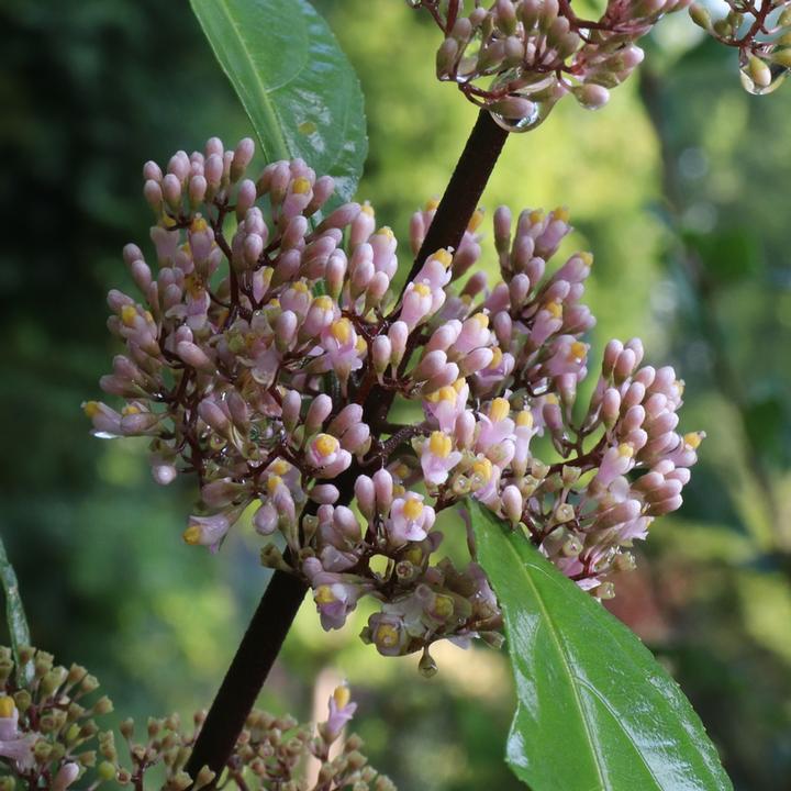 CALLICARPA X BUBBLE UP™-Bubble Up beautyberry