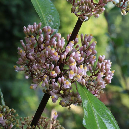 CALLICARPA X BUBBLE UP™-Beautyberry