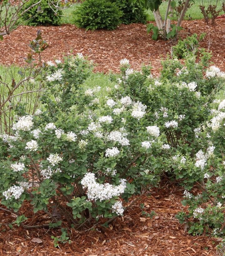 SYRINGA X BLOOMERANG `SHOWMOUND`-Lilac
