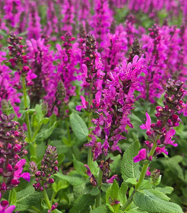 SALVIA NEMOROSA `NOBLE PRINCESS`-Sage