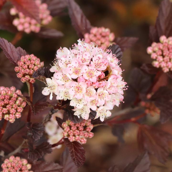 PHYSOCARPUS OP. `SUMMER WINE® ROSE`-Ninebark