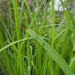 MOLINIA `MIST IN MOTION`-Moor Grass
