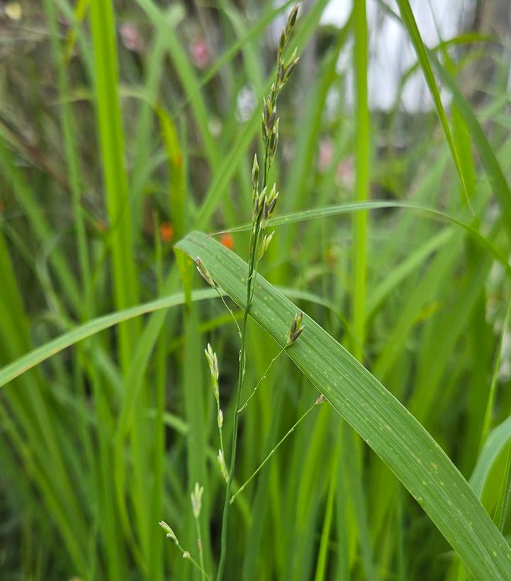 MOLINIA `MIST IN MOTION`-Moor Grass