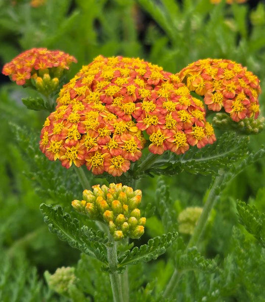 ACHILLEA MILLEFOLIUM `SKYSAIL YELLOW`-Yarrow