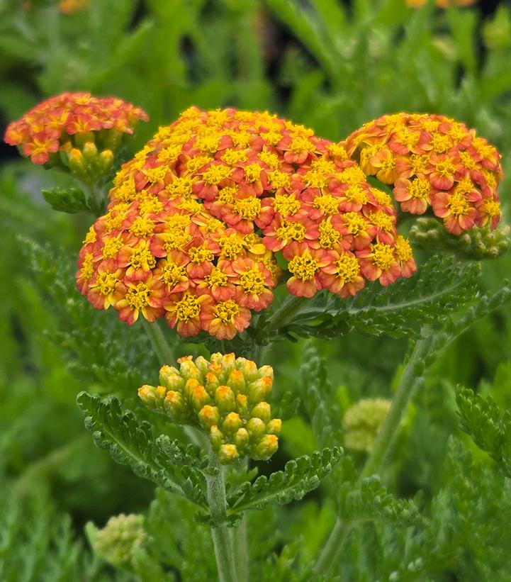 ACHILLEA MILLEFOLIUM `SKYSAIL FIRE`-Yarrow
