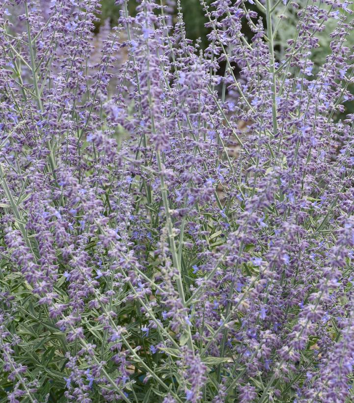 PEROVSKIA ATRIPLICIFOLIA `PRIME TIME`-Russian Sage
