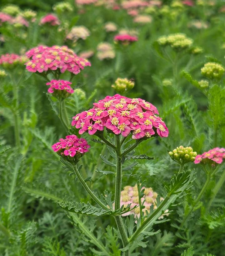 ACHILLEA MILLEFOLIUM `SKYSAIL BRIGHT PINK`-Yarrow