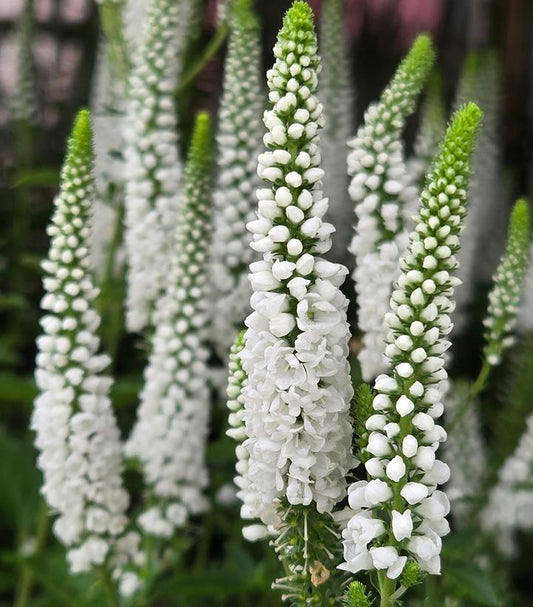 VERONICA `FIRST LADY`-Speedwell