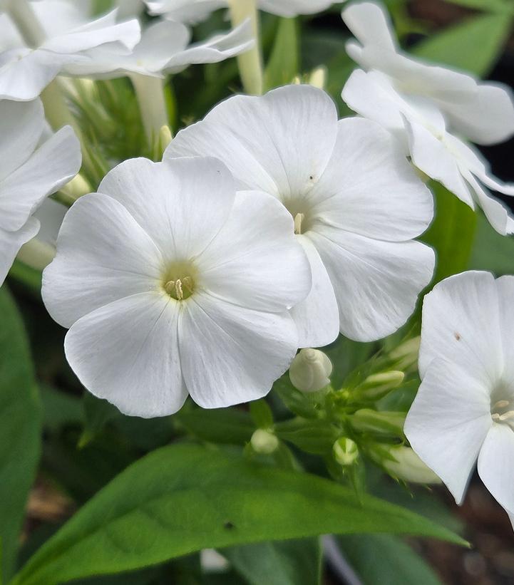 PHLOX PANICULATA FLAME® PRO WHITE-Garden Phlox; Tall Phlox