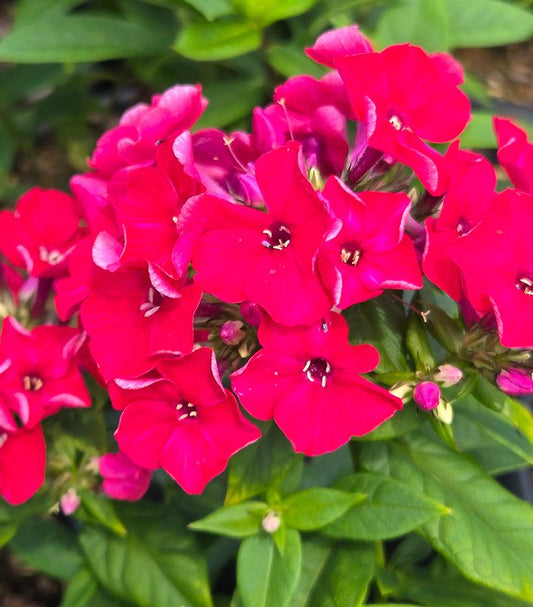 PHLOX PANICULATA FLAME® RED-Garden Phlox; Tall Phlox