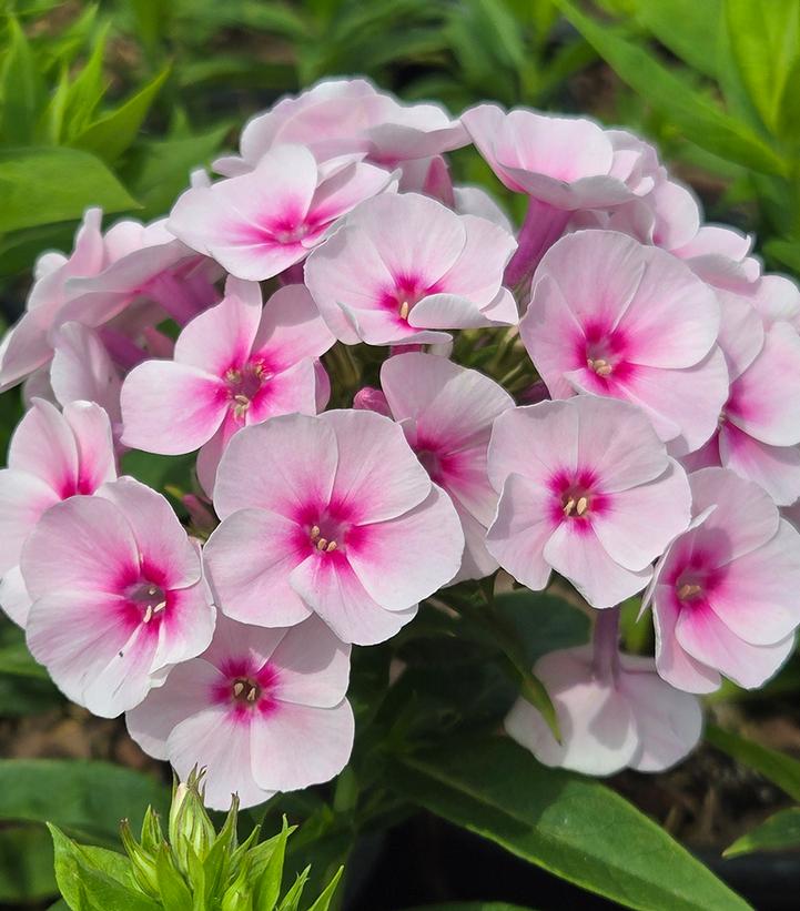 PHLOX PANICULATA FLAME® PRO BABY DOLL-Garden Phlox; Tall Phlox