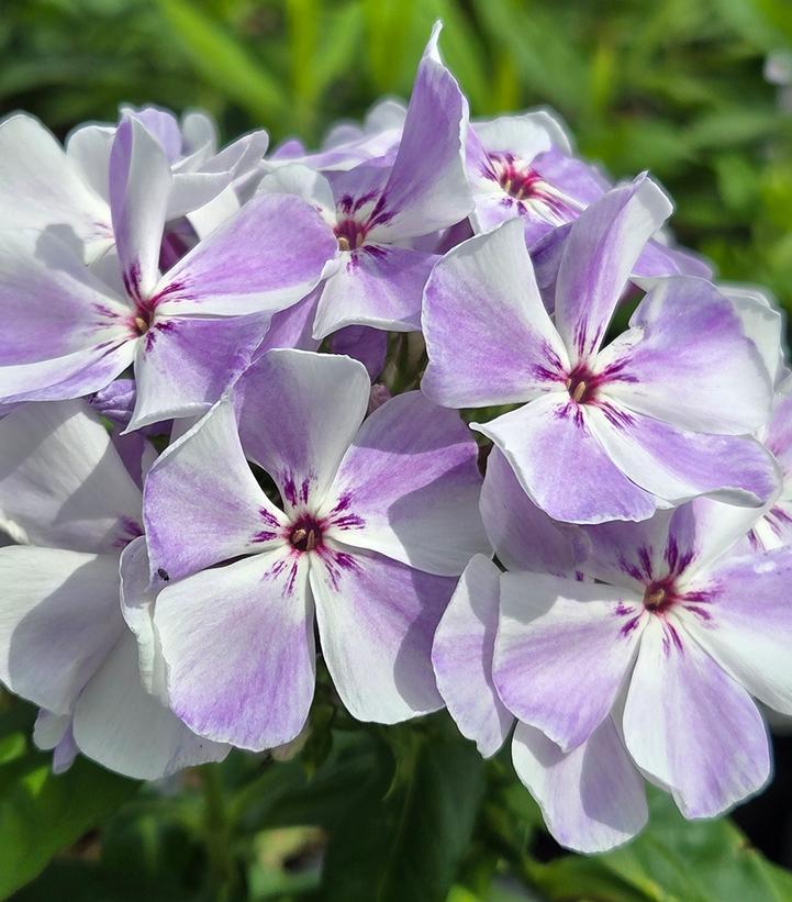PHLOX PANICULATA FLAME® LIGHT BLUE-Garden Phlox; Tall Phlox