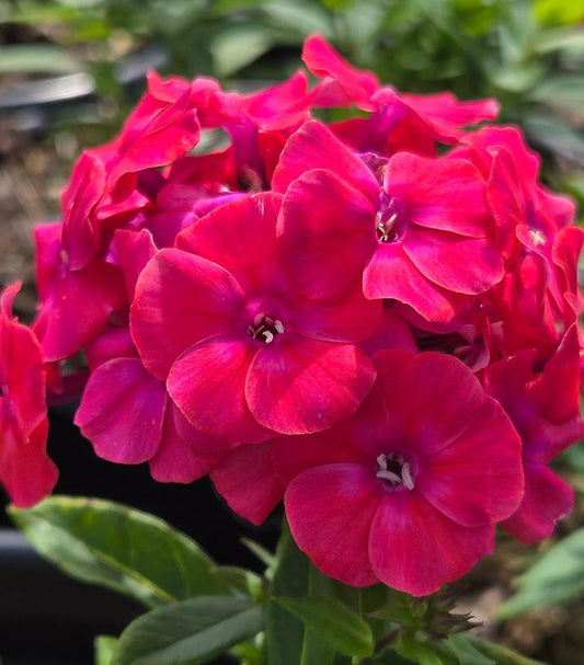 PHLOX PANICULATA FLAME® PRO CERISE-Garden Phlox (Tall Phlox)