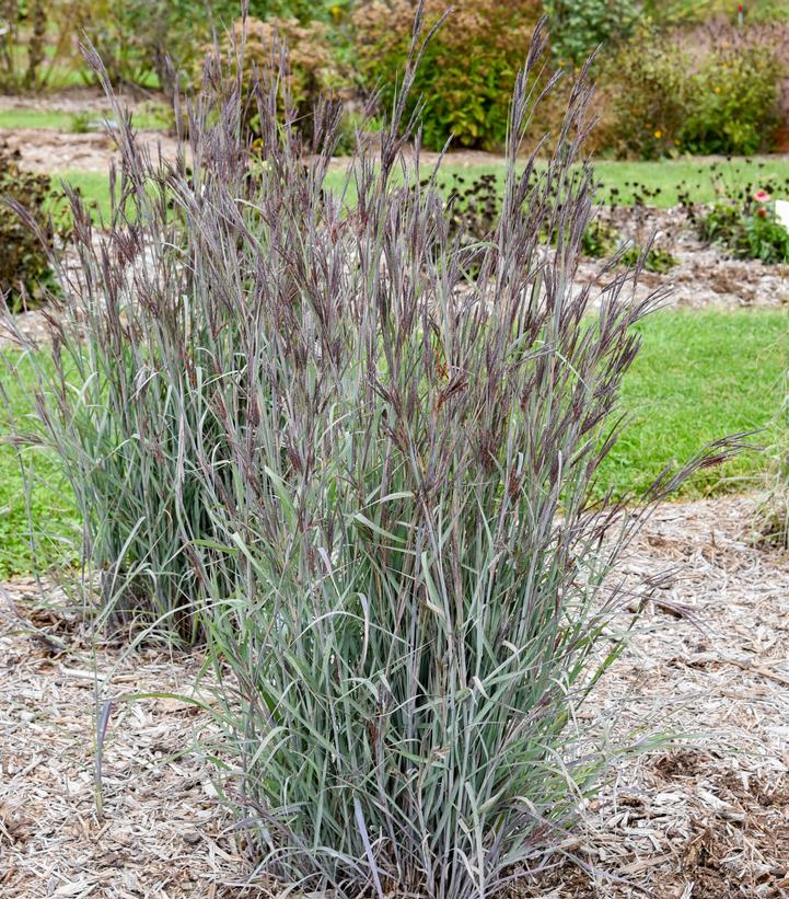 ANDROPOGON PRAIRIE WINDS  `BLUE STEEL`-Big Bluestem