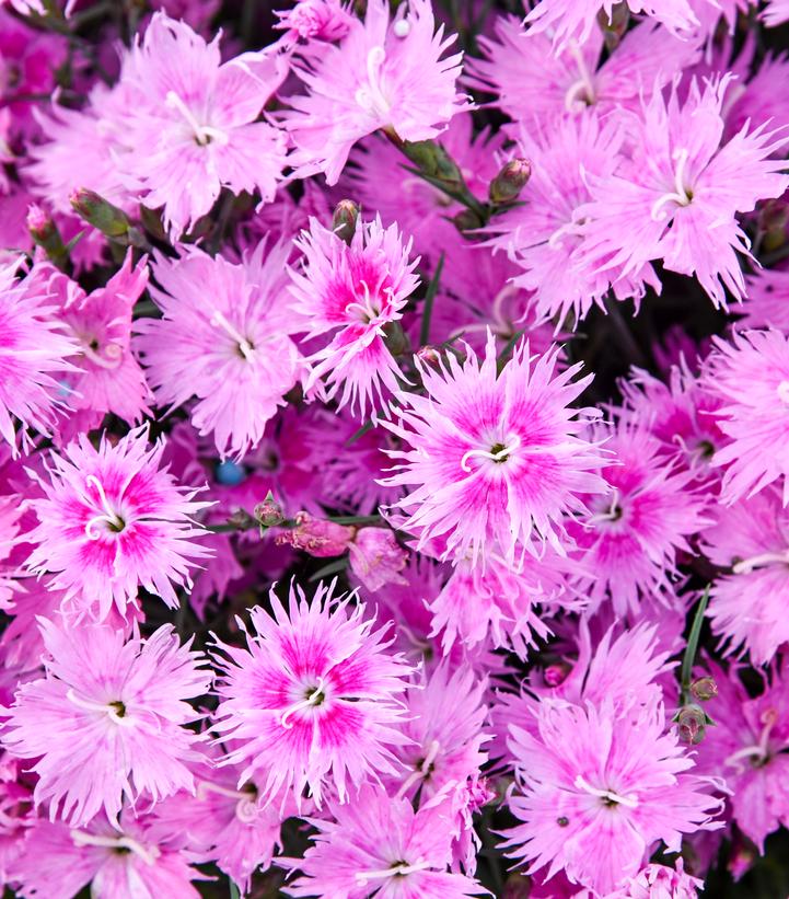 DIANTHUS FRILL FACTOR® `AFTERSHOCK`-Pinks