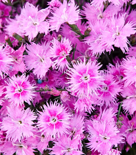 DIANTHUS FRILL FACTOR® `AFTERSHOCK`-Pinks
