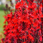 LOBELIA FLUTTERJOY™ `NEON FLAME`-Hybrid Cardinal Flower