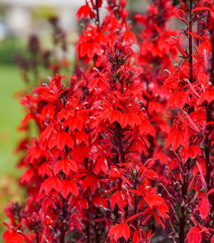 LOBELIA FLUTTERJOY™ `NEON FLAME`-Hybrid Cardinal Flower