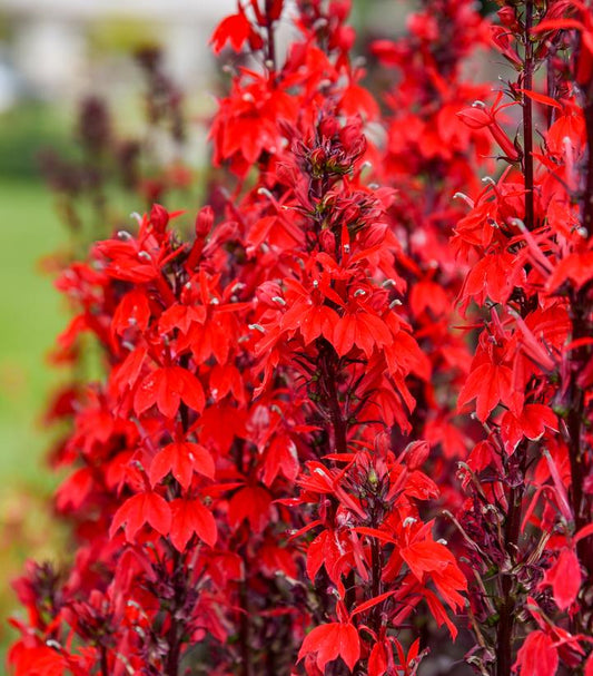LOBELIA FLUTTERJOY™ `NEON FLAME`-Hybrid Cardinal Flower