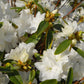 RHODODENDRON X `APRIL SNOW`