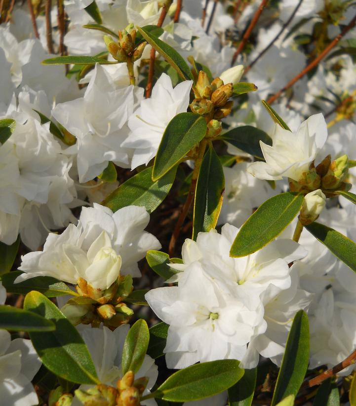 RHODODENDRON X `APRIL SNOW`