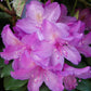 RHODODENDRON C. `BOURSAULT`