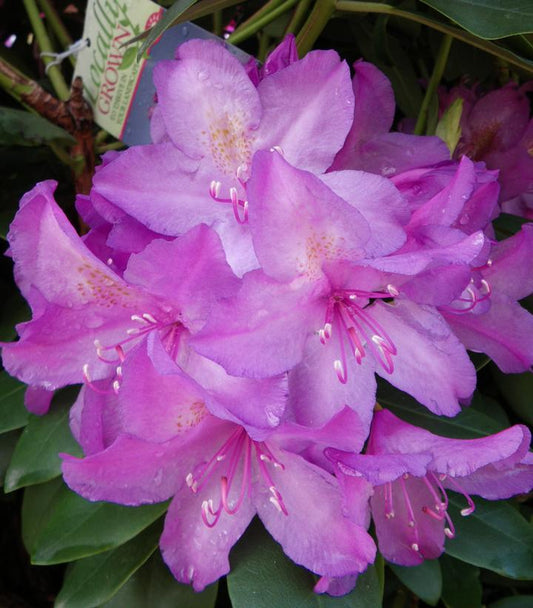 RHODODENDRON C. `BOURSAULT`