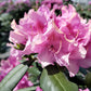 RHODODENDRON CAT. `ROSEUM ELEGANS`