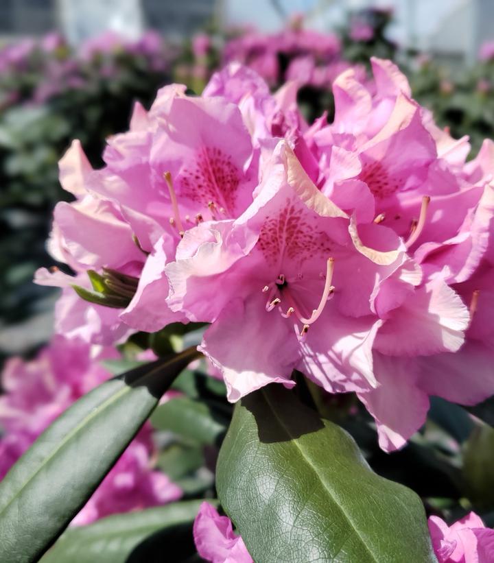 RHODODENDRON CAT. `ROSEUM ELEGANS`