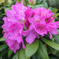 RHODODENDRON MAXIMUM `ROSEUM`