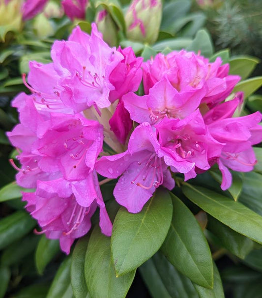 RHODODENDRON MAXIMUM `ROSEUM`