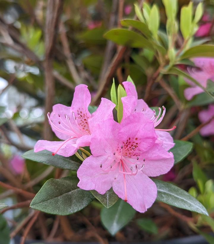 RHODODENDRON X `OLGA MEZITT`