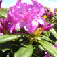 RHODODENDRON `POLAR NIGHT`