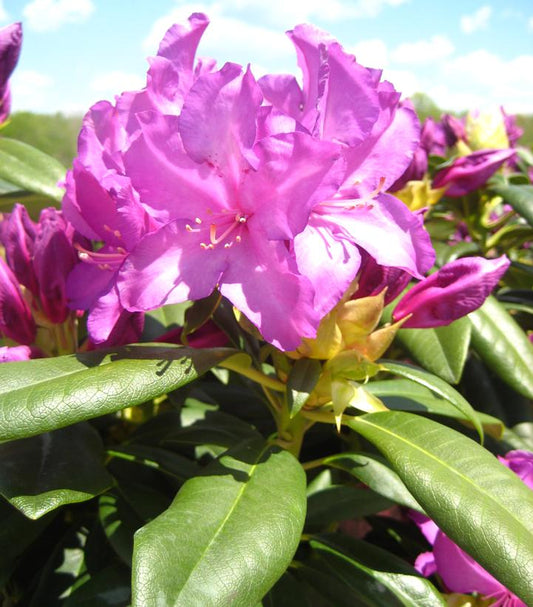 RHODODENDRON `POLAR NIGHT`