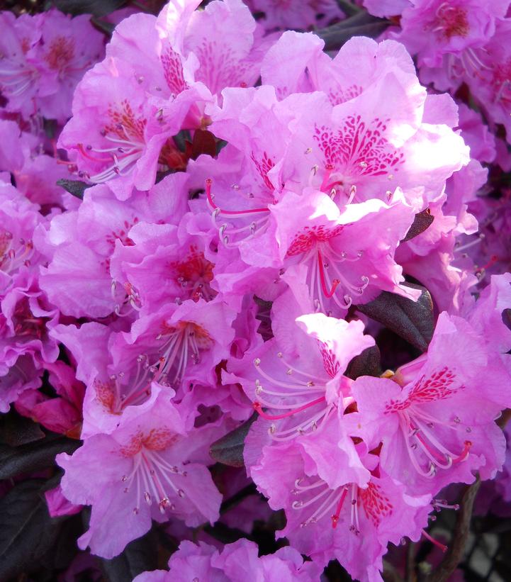 RHODODENDRON X `MIDNIGHT RUBY`