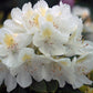 RHODODENDRON C. `CHIONOIDES`