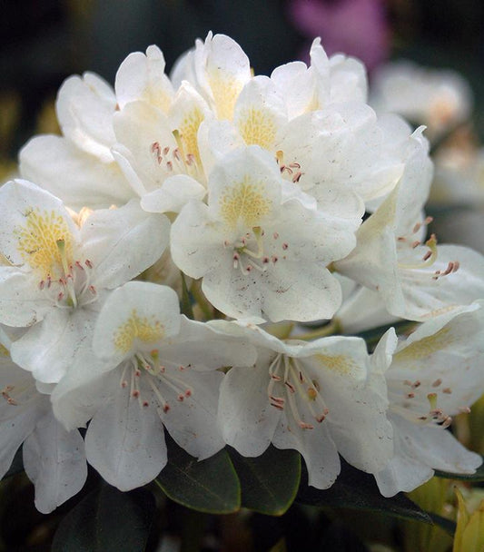 RHODODENDRON C. `CHIONOIDES`