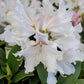 RHODODENDRON C. `CUNNINGHAM`S WHITE`