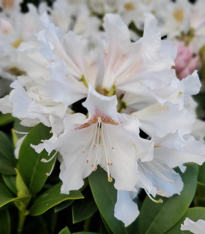 RHODODENDRON C. `CUNNINGHAM`S WHITE`