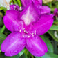 RHODODENDRON C. `LEE`S DARK PURPLE`