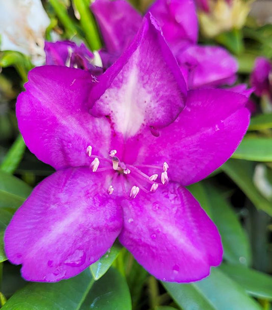 RHODODENDRON C. `LEE`S DARK PURPLE`