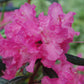 RHODODENDRON X `LANDMARK`