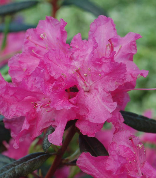 RHODODENDRON X `LANDMARK`