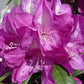 RHODODENDRON `MINNETONKA`