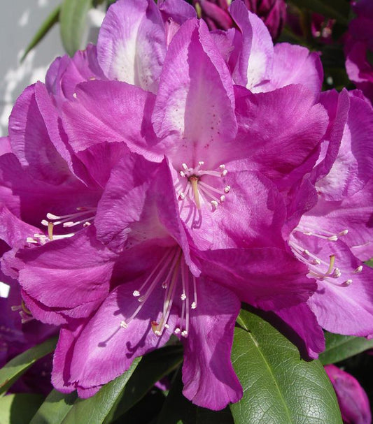 RHODODENDRON `MINNETONKA`