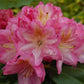 RHODODENDRON `SCINTILLATION`