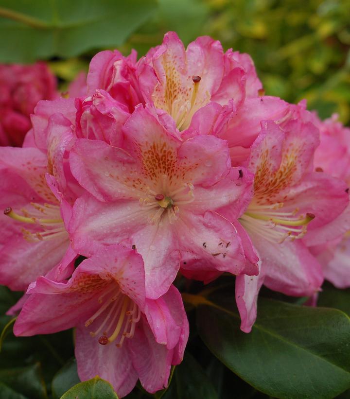 RHODODENDRON `SCINTILLATION`